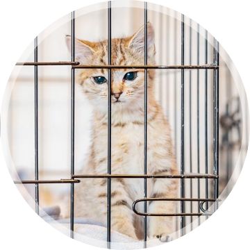 ペットホテルでお預かりイメージ